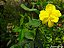 Jasmim Amarelo (Jasminum mesnyi) - Imagem 1