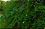 Jasmim Amarelo (Jasminum mesnyi) - Imagem 4