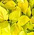 Filodendro Amarelo (Philodendron scandens 'Lime') - Cuia 13 - Imagem 1