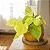Filodendro Amarelo (Philodendron scandens 'Lime') - Cuia 13 - Imagem 2
