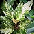 Anthurium hookeri 'variegata' - Imagem 1