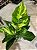 Anthurium hookeri 'variegata' - Imagem 7