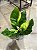 Anthurium hookeri 'variegata' - Imagem 6
