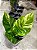 Anthurium hookeri 'variegata' - Imagem 5