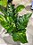 Anthurium hookeri 'variegata' - Imagem 4