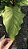 Anthurium hookeri 'variegata' - Imagem 8