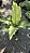 Anthurium hookeri 'variegata' - Imagem 9
