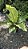 Anthurium hookeri 'variegata' - Imagem 10