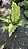 Anthurium hookeri 'variegata' - Imagem 12