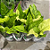 Anthurium hookeri 'variegata' - Imagem 3
