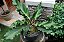 Anthurium plowmanii - Imagem 2