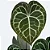 Anthurium Clarinervium - Imagem 1