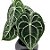 Anthurium Clarinervium - Imagem 4