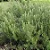 ALECRIM (Salvia rosmarinus) - Imagem 2