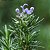 ALECRIM (Salvia rosmarinus) - Imagem 1