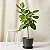 Ficus Altissima - P17 - Imagem 2