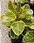 Ficus Altissima - P17 - Imagem 1