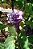 SAIA ROXA (Datura metel) - Imagem 2