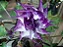 SAIA ROXA (Datura metel) - Imagem 1