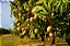 MANGA TOMMY ATKINS (Mangifera indica) - Até 1 metro - Imagem 2