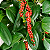 PIMENTA DO REINO (Piper nigrum) - Muda com até 70 cm - Imagem 1