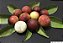 CAMU CAMU (Myrciaria dubia) - Até 1 metro - Imagem 3