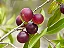 CAMU CAMU (Myrciaria dubia) - Até 1 metro - Imagem 1