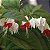 LÁGRIMA DE CRISTO (Clerodendrum thomsonae) - Imagem 1