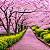 CEREJEIRA JAPONESA ou SAKURA (Prunus campanulata) - Muda com 1,20m - Imagem 6