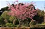 CEREJEIRA JAPONESA ou SAKURA (Prunus campanulata) - Imagem 2