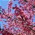 CEREJEIRA JAPONESA ou SAKURA (Prunus campanulata) - Imagem 1