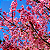CEREJEIRA JAPONESA ou SAKURA (Prunus campanulata) - Muda com 1,20m - Imagem 1