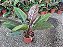 FILODENDRO IMPERIAL RED (Philodendron Erubescens Imperial) - Imagem 1