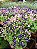 TORRÊNIA (Torenia fournieri) - Imagem 1