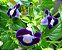 TORRÊNIA (Torenia fournieri) - Imagem 1