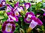 TORRÊNIA (Torenia fournieri) - Imagem 2