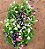 TORRÊNIA (Torenia fournieri) - Imagem 3