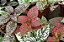 HIPOESTE "CONFETE" (Hypoestes phyllostachya) - Imagem 2