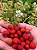 FRAMBOESA VERMELHA (Rubus idaeus) - Muda com até 70 cm - Imagem 2