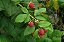 FRAMBOESA (Rubus idaeus) - Imagem 2