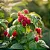 FRAMBOESA (Rubus idaeus) - Imagem 3