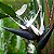 Strelitzia augusta - Até 60 cm - Imagem 2