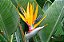Strelitzia augusta - Até 60 cm - Imagem 2