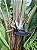 AVE DO PARAÍSO NEGRA (Strelitzia augusta) - Muda com até 60 cm - Imagem 2