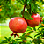 ROMÃ (Punica granatum) - Muda com até 60 cm - Imagem 1