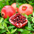 ROMÃ (Punica granatum) - Muda com até 60 cm - Imagem 2