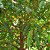 ACHAICHARU (Garcinia humilis) – Até 60 cm - Imagem 2