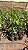 ACHACHAIRU (Garcinia humilis) - Muda - Imagem 9