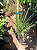 TAMAREIRA (Phoenix dactylifera) – Muda de Tamara com 20 a 30 cm - Imagem 2