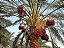 TAMAREIRA (Phoenix dactylifera) – Muda de tamara - Imagem 1